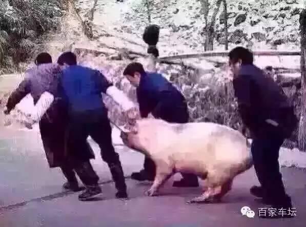 前面有人在拉你,后面有人在推你,就算你是头猪,不走都难